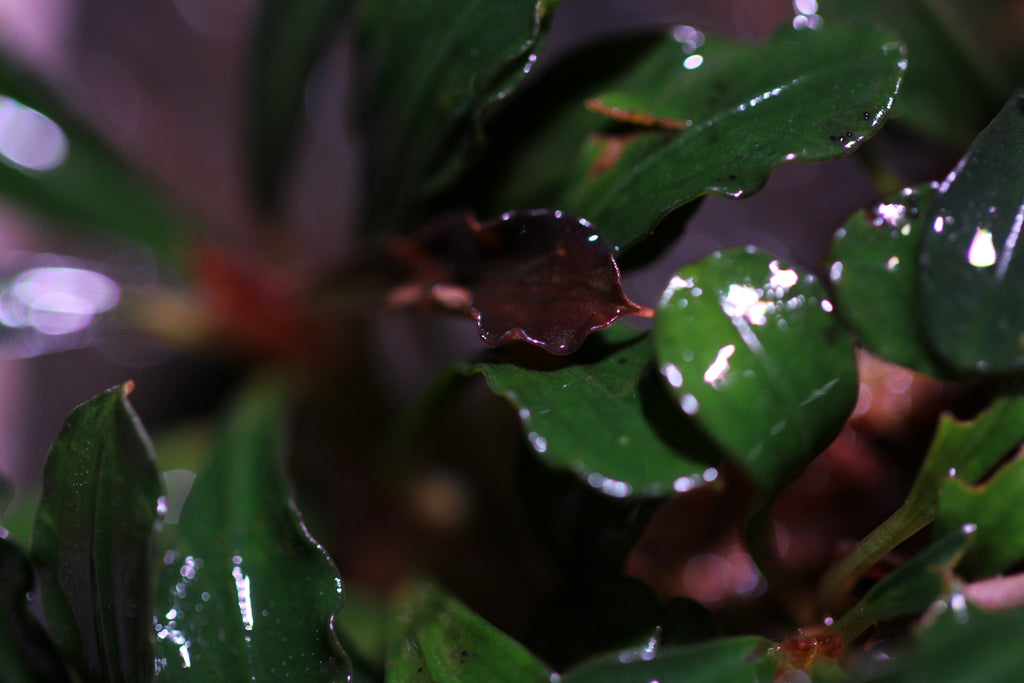 Bucephalandra sp. Big Kapit-