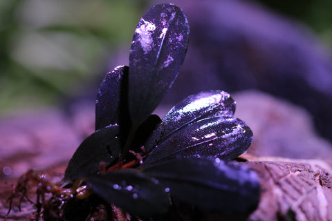10*Moos Gitter / Metallgitter Für Bucephalandra und andere Pflanzen –  PureAquascaping