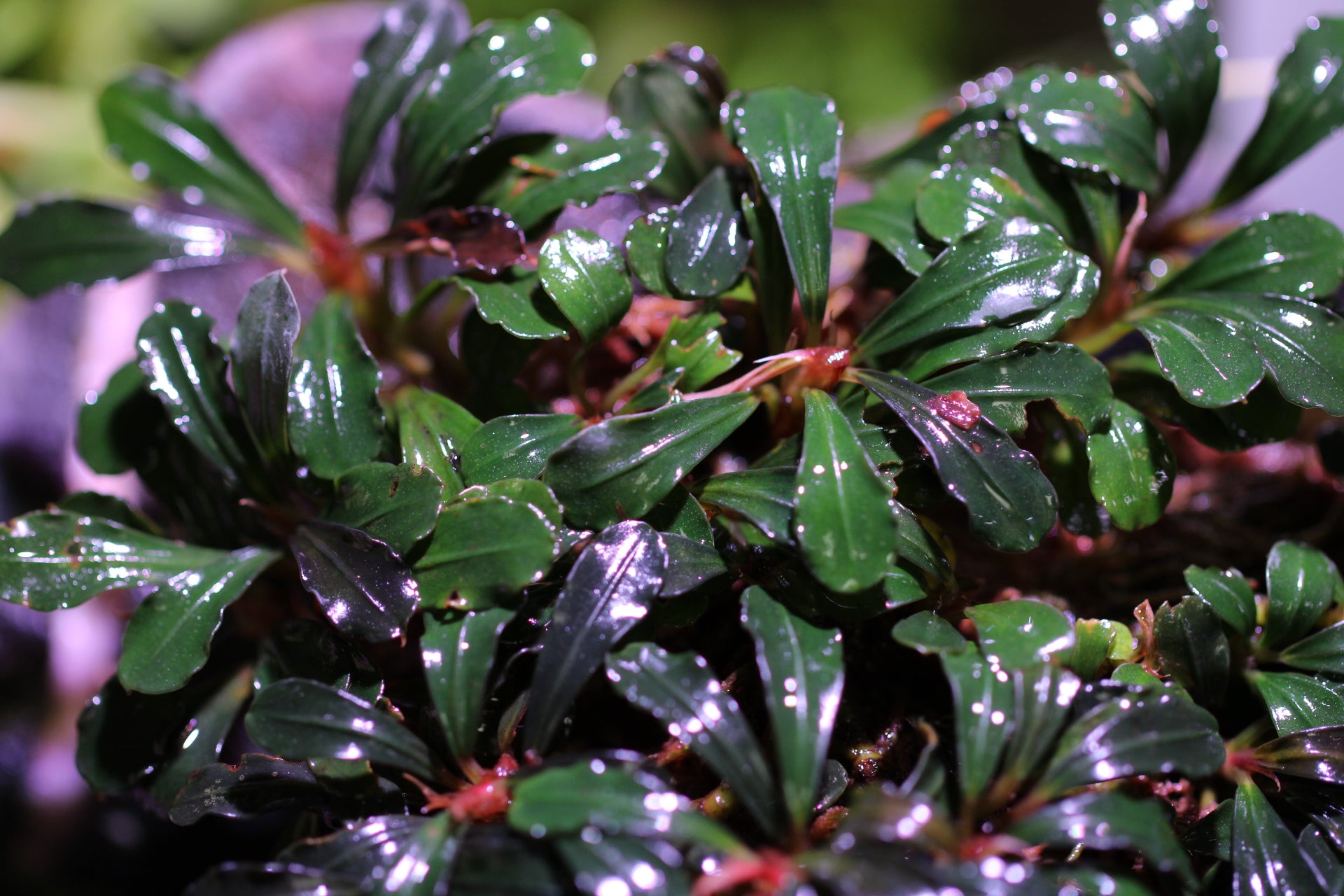 Bucephalandra sp. Big Kapit-